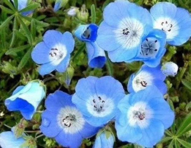 Baby Blue Eyes Seeds - 100 Fresh Seeds - Nemophila maculata - Easy to Grow Garden Flower Seeds - Free Shipping