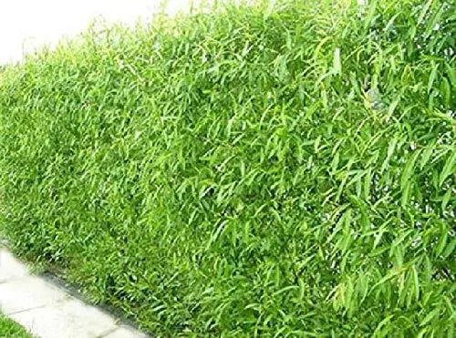 Natural Privacy Fence - 60 Ft Long - Fast Growing Hybrid Willow Trees - Salix × sepulcralis