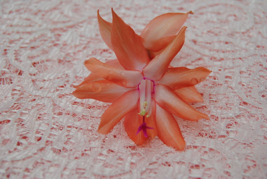 Christmas Cactus Starter Plant - Small Butterfly Dusky Peach - Schlumbergera Truncata - Healthy Well Rooted Plant