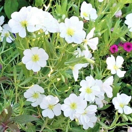 300+ Pale Evening Primrose Flower Seeds, Drought-Tolerant Groundcover Wildflower, Oenothera pallida