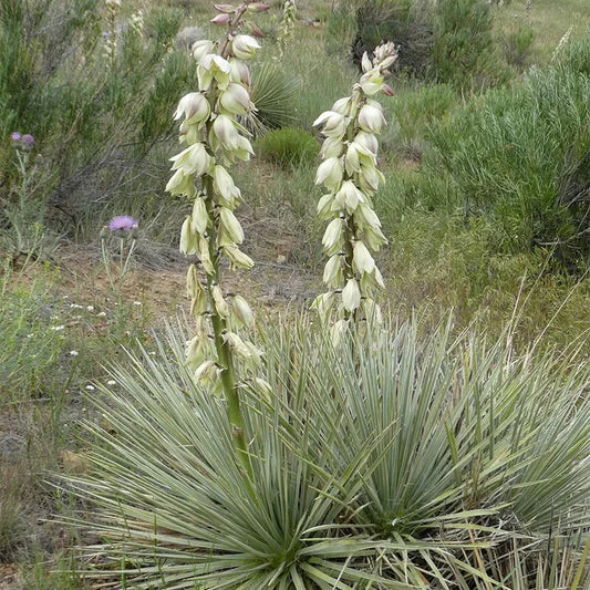 25 Seeds - Soapweed Yucca Glauca - White Flower - Native Perennial Plant - GroCo US