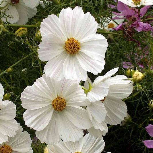 Cosmos Wildflower Seeds 1/4 lb - Purity Mix - Mylar Seed Packet - Everwilde Farms