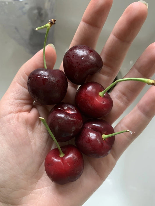 Cherry Pits Seeds - 5 Organic Non-GMO Red Fruit Seeds for Sweet Cherry Tree - Perfect for Home Garden
