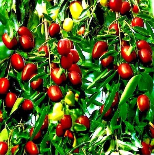 5+ Jujube Fruit Tree Seeds - Red Chinese Date, Indian Plum - Ziziphus jujuba, Superfruit, Fast Growing, Hardy