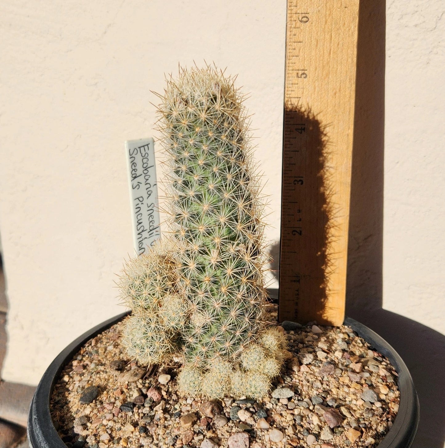 Sneed's Pincushion Cactus Live Plant - Escobaria sneedii var. sneedii - Succulent Cactus for Indoor or Outdoor Gardens