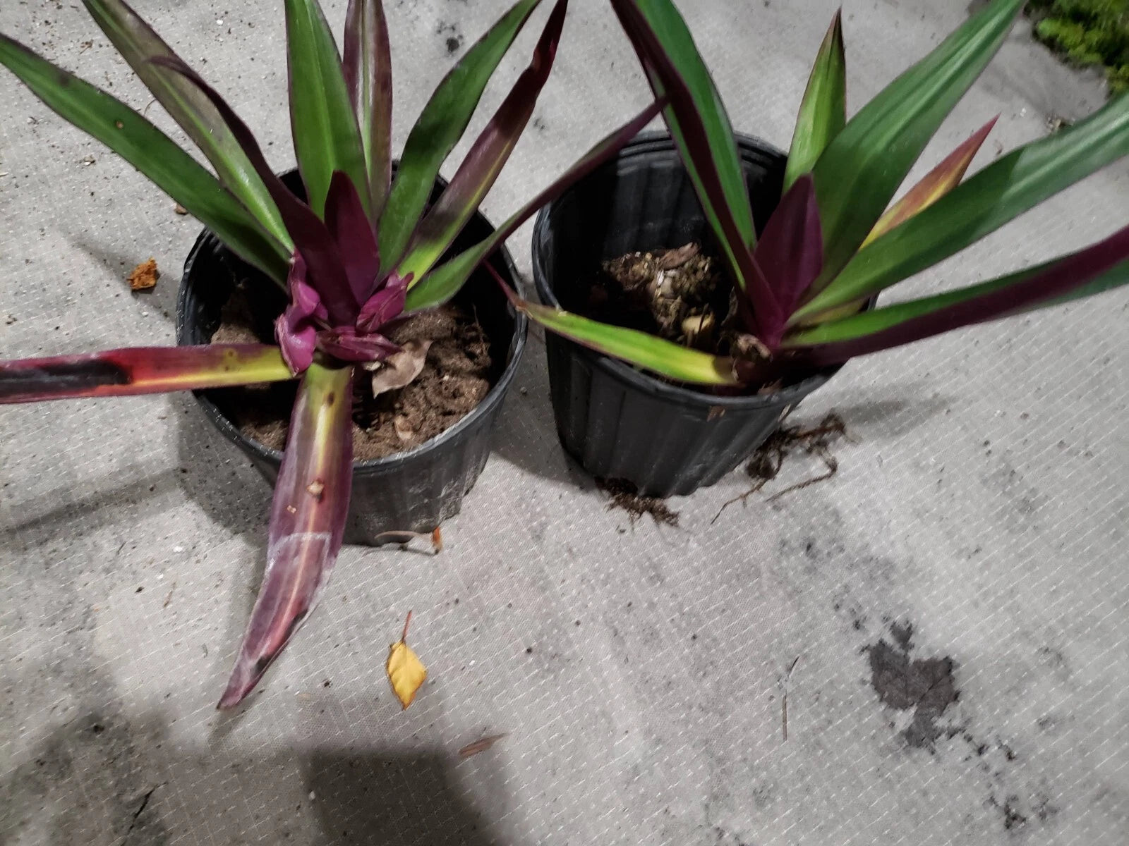 Multicolor Tradescantia Spathacea Plant - Moses in The Cradle - Dwarf Oyster Plant - Colorful Indoor Houseplant