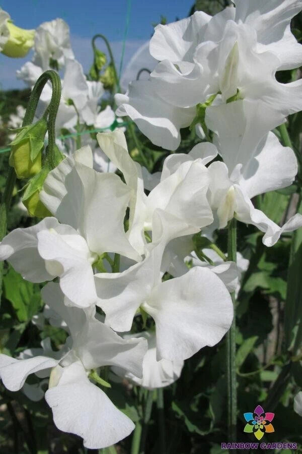 White Supreme Sweet Pea Seeds - 50+ Count - Perfect for Garden Planting - Lathyrus odoratus