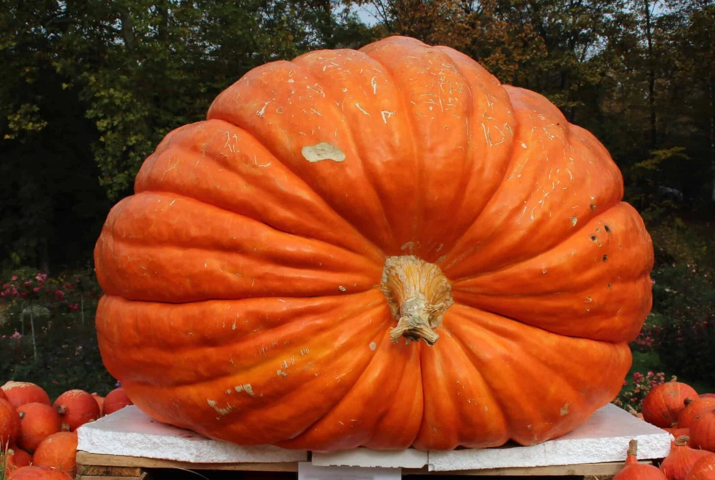 Big Max Pumpkin Seeds - Heirloom - Non-GMO - Giant Prize Winning Variety - 100+ Fresh Seeds - Ideal for Gardening