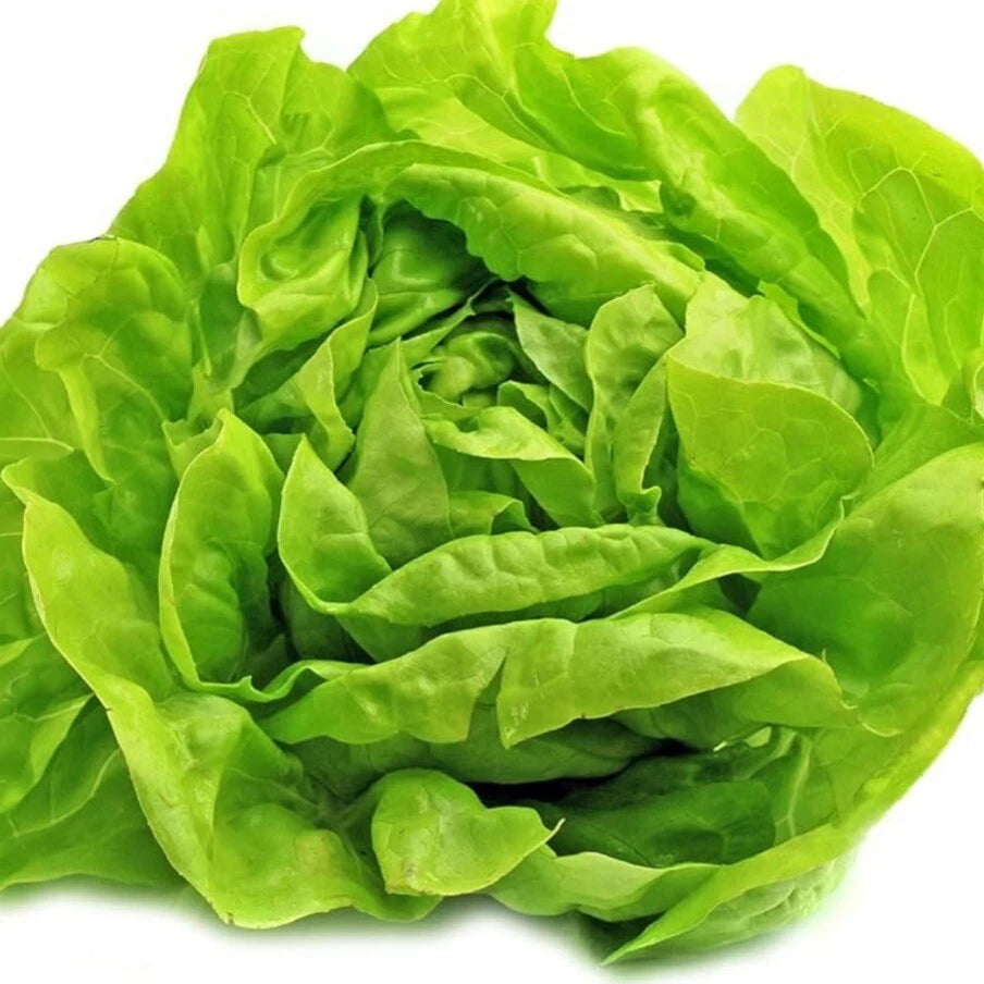 Bibb Lettuce Seeds - Organic Non-GMO Heirloom - 200+ Vegetable Seeds - Lactuca sativa