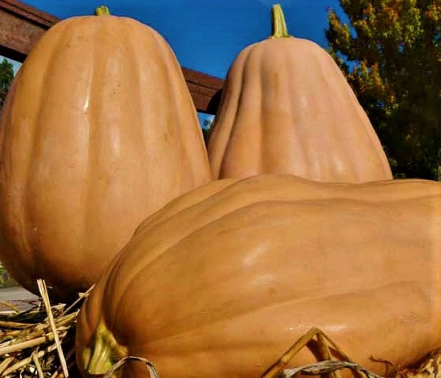 Kentucky Field Pumpkin Seeds - 5 Non-GMO Seeds - Heirloom Variety for Planting - Cucurbita pepo
