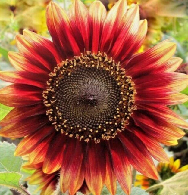 Indian Blanket Sunflower Seeds 30+ Annual Flower Seeds, Gaillardia pulchella, Attracts Bees & Birds, Free Shipping