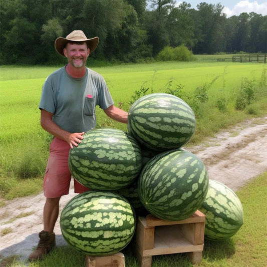 Florida Giant Watermelon Seeds - Heirloom Organic Non-GMO - 12 Pack - Citrullus lanatus - Fresh
