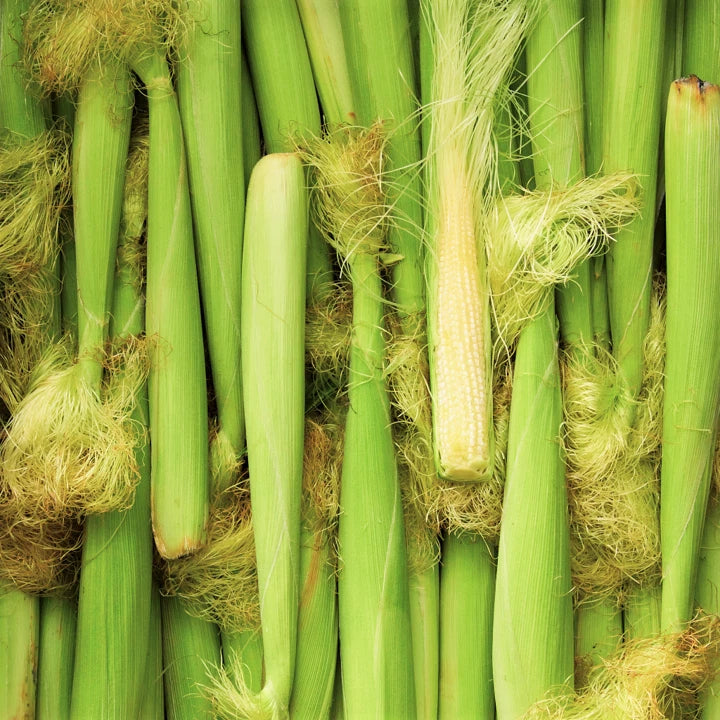 Baby Corn Seeds - White Asian Hulless Variety - Edible Corn Seeds (Zea mays) - 2025