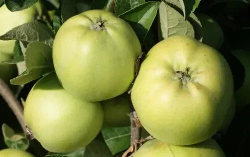 25+ Keswick Codlin Apple Seeds for Planting - Malus domestica - Heirloom Variety - USA Grown - Ideal for Home Garden