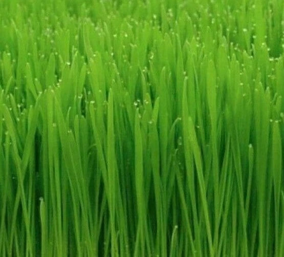 Cat Grass Seeds 50+ Cat Wheat Grass Indoor Plant Garden - Perfect for Kittens (Avena sativa)