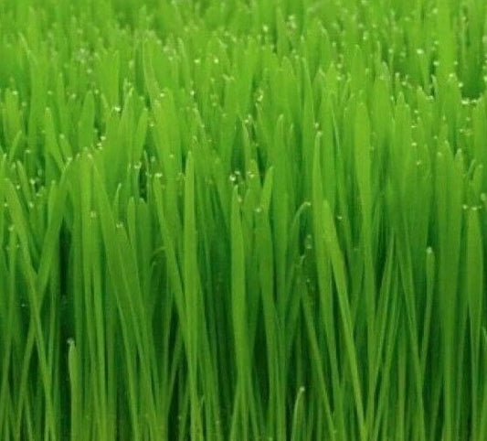 Cat Grass Seeds 50+ Cat Wheat Grass Indoor Plant Garden - Perfect for Kittens (Avena sativa)