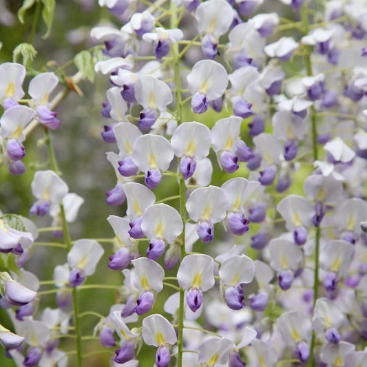 Japanese Wisteria Seeds - 5 Perennial Climbing Vine Seeds - Beautiful Flowering Plant (Wisteria floribunda) - USA Seller