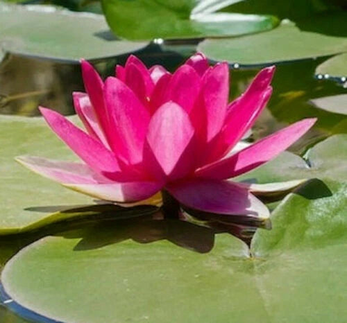 Bright Pink Water Lily Seeds - 5 Pack, Hardy Tropical Nymphaea spp, Flowering Blooms for Aquatic Gardens