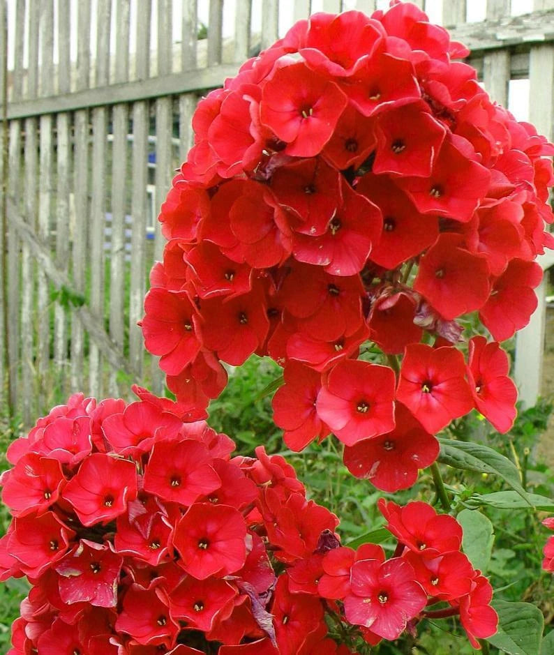 50 Bright Red Phlox Seeds - Perennial Flower Seeds for Butterfly Gardens - Phlox paniculata - USA Seller