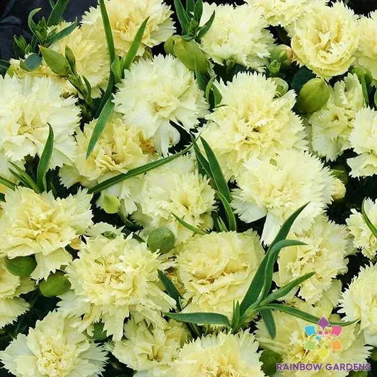 Marie Chabaud Carnation Seeds - 200+ Pack for Garden Planting - Dianthus caryophyllus - USA