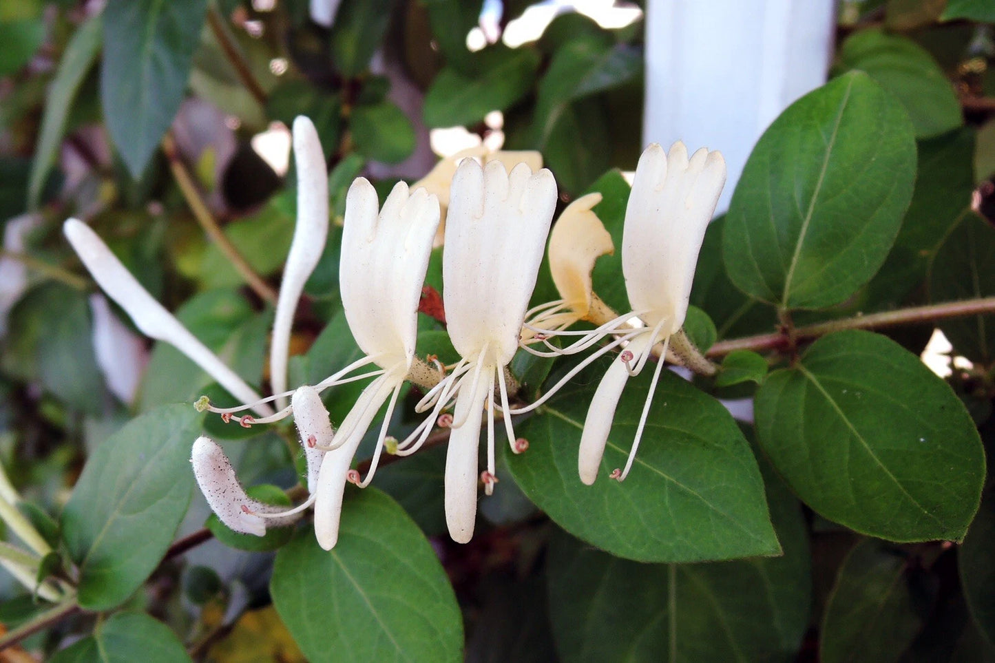 3 Live Plants - Hall's Honeysuckle Vines - White Yellow Flowers - Lonicera japonica - Ideal for Pots or Garden Management