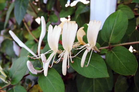 3 Live Plants - Hall's Honeysuckle Vines - White Yellow Flowers - Lonicera japonica - Ideal for Pots or Garden Management