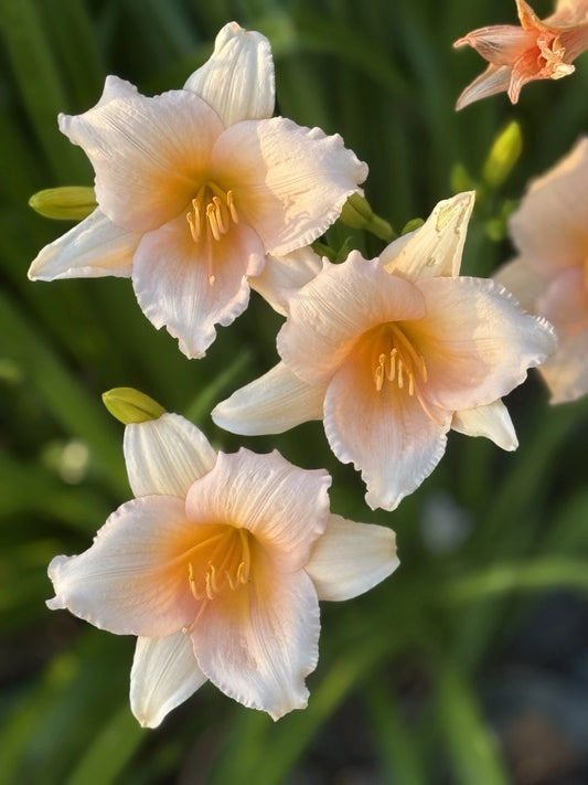 Mini Pearl Daylily Bareroot Fan, Peach Reblooming Hardy Perennial, Live Plant - Hemerocallis 'Mini Pearl'