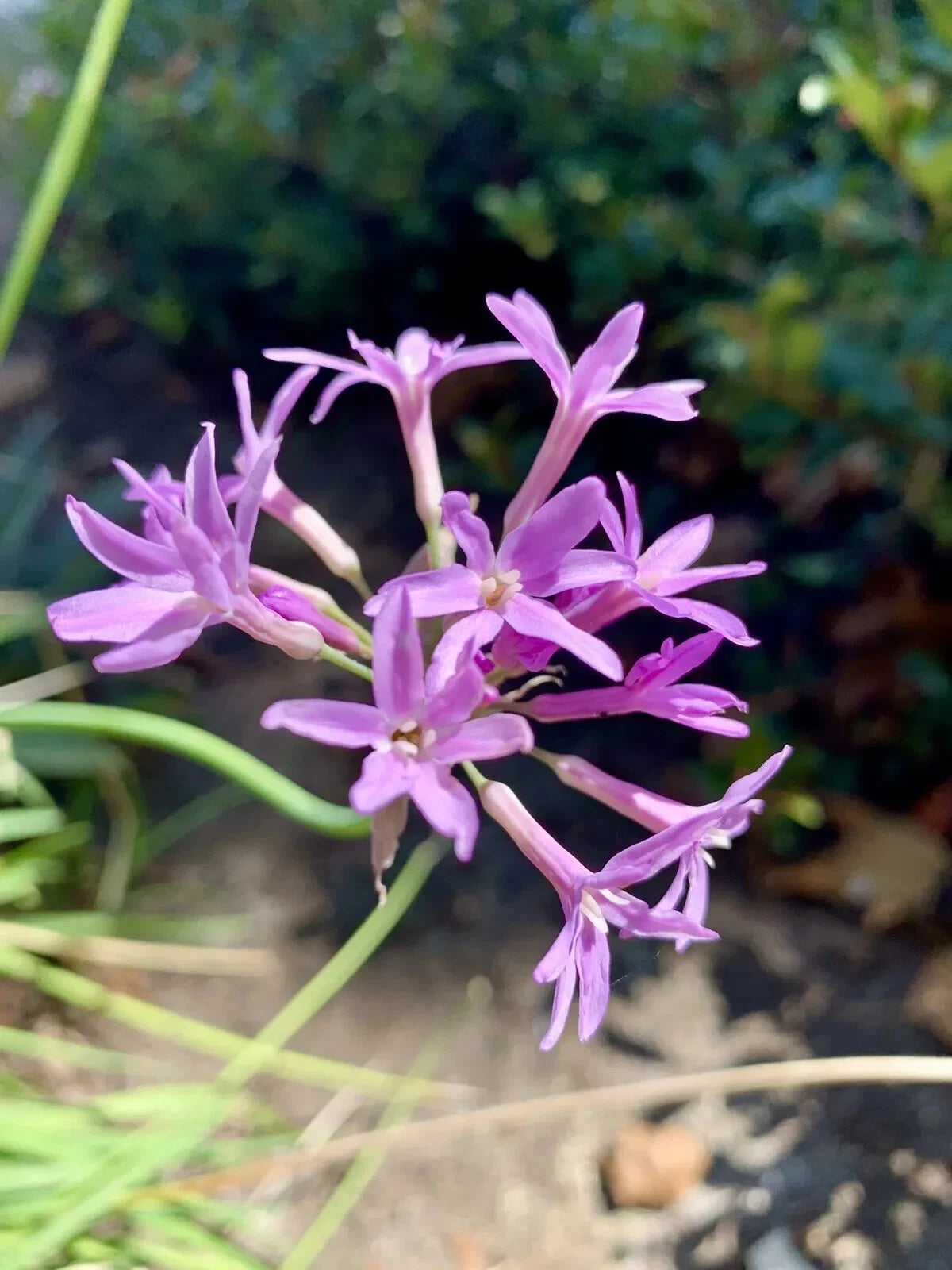 Tulbaghia Violacea Seeds - Society Garlic - Pink Agapanthus - 30 Seeds - 2024 - USA