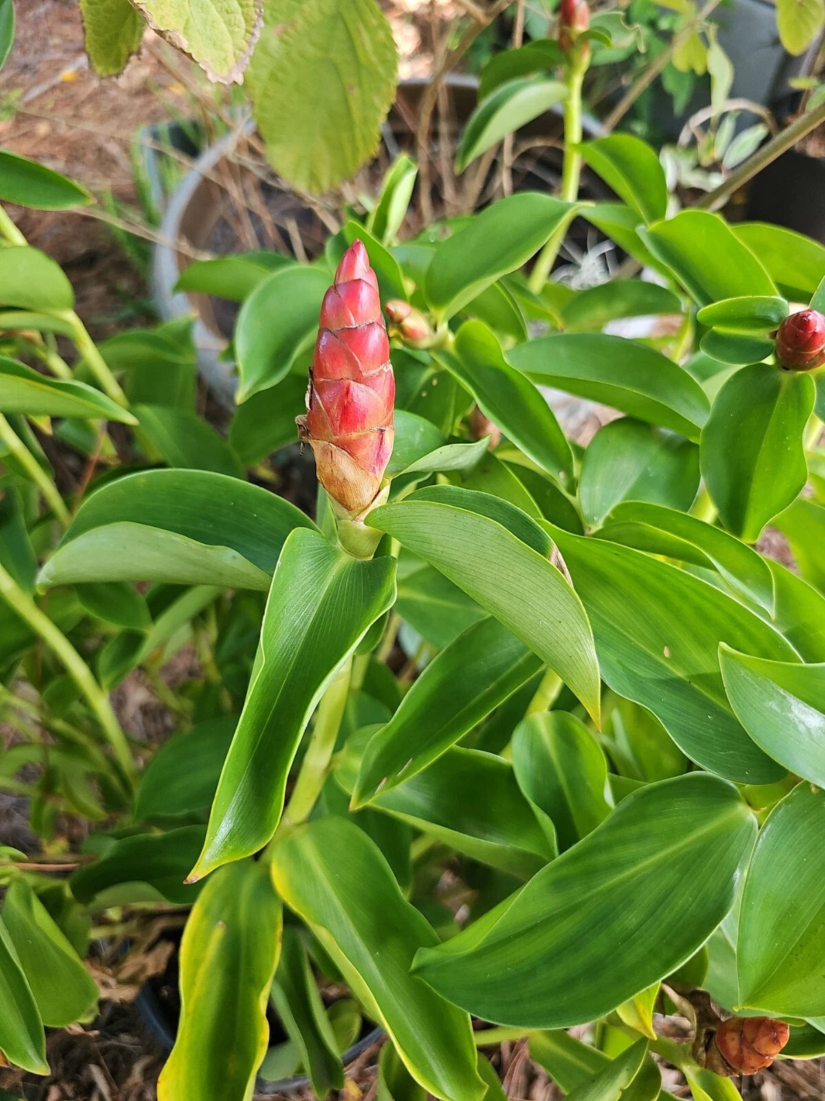 Spiral Red Button Ginger Plant, Rooted 10-12", Costus woodsonii, Tropical Perennial, Exotic Landscaping Option
