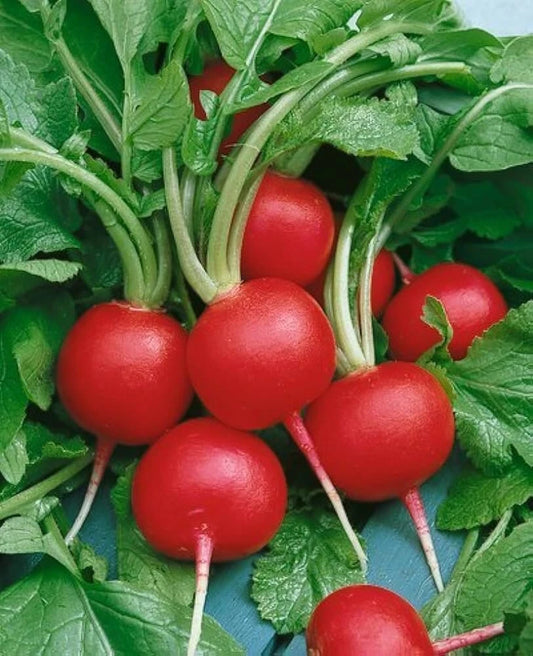 Champion Radish Seeds - 200+ Non-GMO Heirloom Organic Seeds for Planting - Raphanus sativus