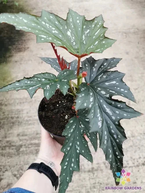 25+ Sophie Cecil Begonia Seeds for Garden Planting - Non-GMO Begonia rex - Ideal for Home Gardens - USA