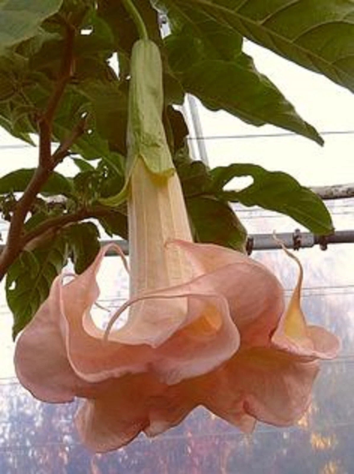 Cantaloupe Angel Trumpet Seeds - 10 Pack - Brugmansia Datura - Exotic Flower Seeds for Garden