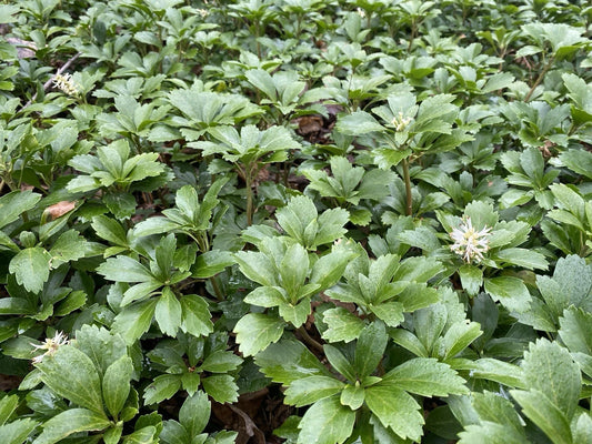 100 Rooted Pachysandra Plants 6-10 in Evergreen Shade Ground Cover Pachysandra terminalis