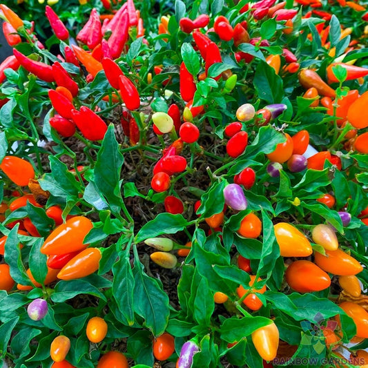 Chinese Ornamental Hot Pepper Seeds - 25+ Pack - Colorful Variety - Capsicum annuum - USA - Free Shipping