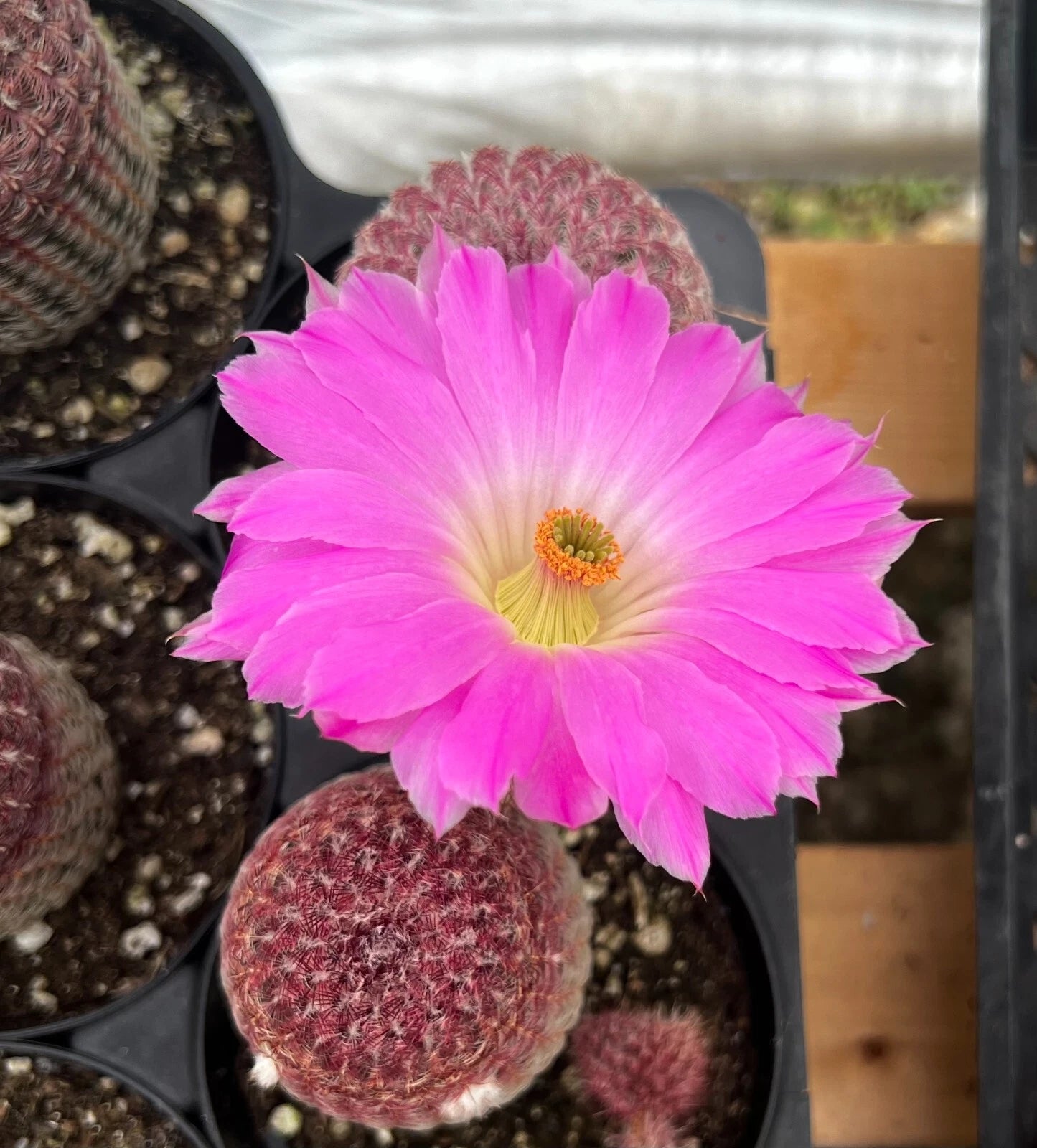 Arizona Rainbow Cactus Live Plant 4" Pot Rooted Pink Cactus (Echinocereus rigidissimus var. rubrispinus)