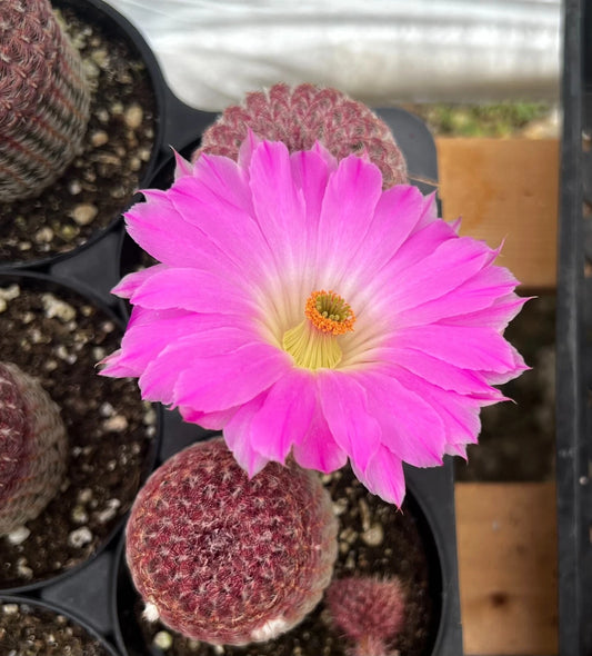 Arizona Rainbow Cactus Live Plant 4" Pot Rooted Pink Cactus (Echinocereus rigidissimus var. rubrispinus)