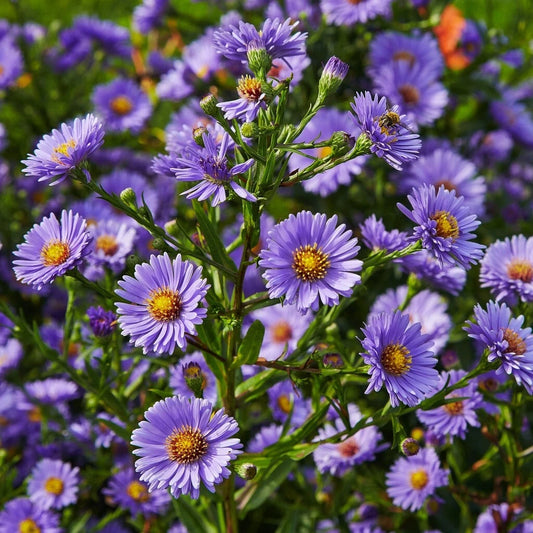 Aster Daisy Seeds Pack - 200+ Seeds - Symphyotrichum - Garden Flower Seeds - USA Grown - Free Shipping