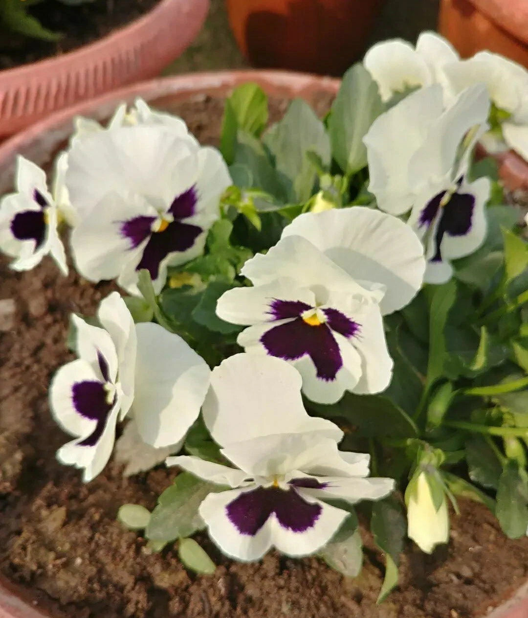 Pansy Flower Seeds - 50 Count - Silverbride Variety - Violas tricolor