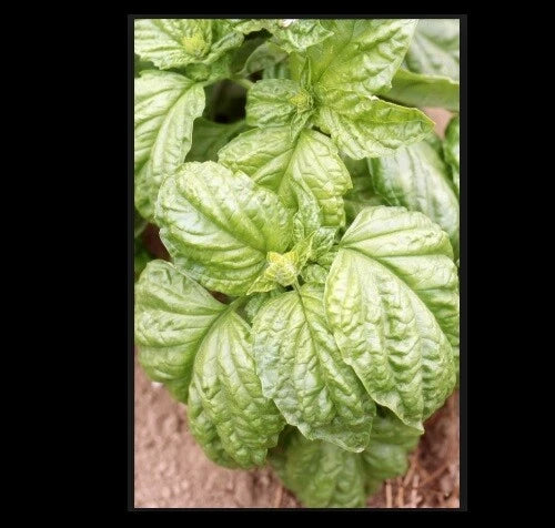 Basil Seeds Grandi Foglie Valentino Italian 100-4000 Seeds Gourmet Aroma Microgreens - Ocimum basilicum
