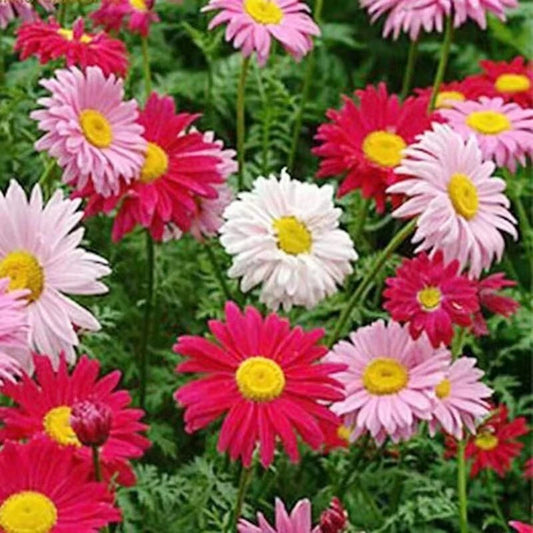 China Aster Seeds Mix - 500+ Colorful Daisy-like Flower Seeds - Perfect for Garden Planting - Callistephus chinensis