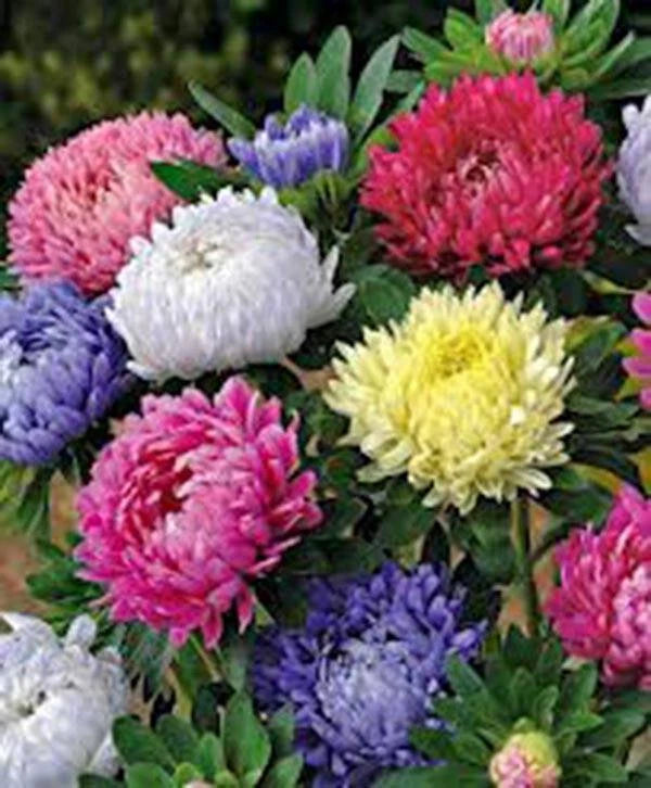 Aster Seeds - 100 Count - Giants of California - Vivid Bright Blooms - Asteraceae
