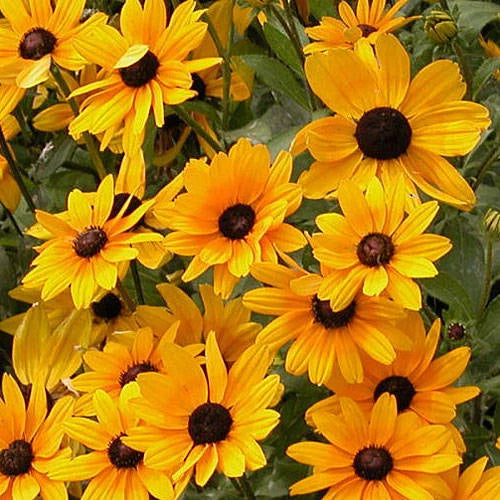 Black Eyed Susan Plant - Full Sun, Butterfly Attracting, Rapid Spreader - Rudbeckia hirta