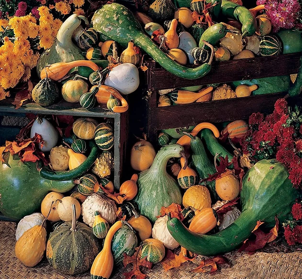 Large Gourd Mix Seeds | 25+ Seeds | Colorful Fall Decor | Cucurbita pepo