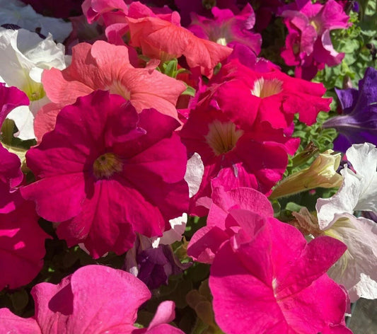 100 Mix Petunia Flower Seeds - Vibrant Colors, Easy to Grow, Annual Blooms (Petunia spp.)
