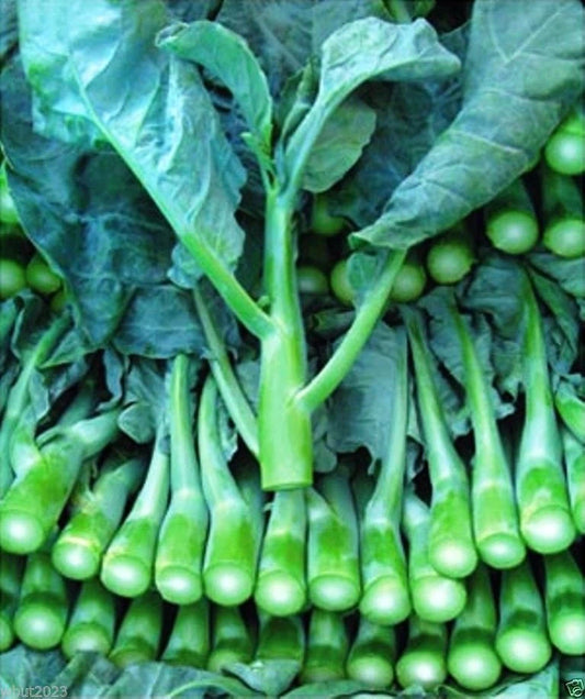 Blue Chinese Kale Seeds - Authentic Kailaan Chinese Broccoli Gai Lan - Pak Choy Choi - Brassica oleracea