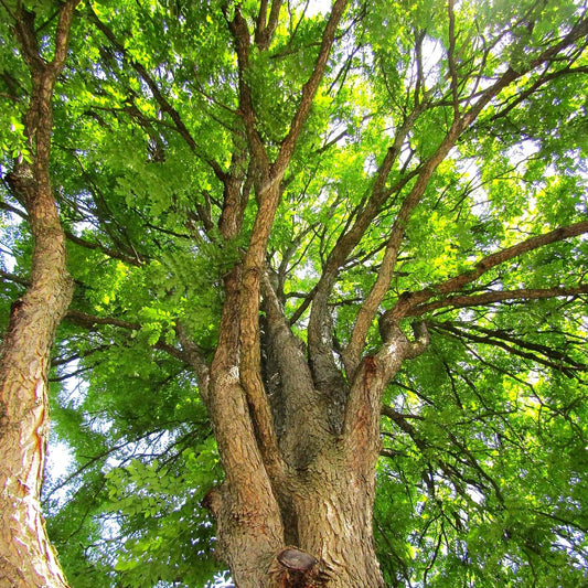 Kentucky Coffee Tree Seeds - 2025 Planting - Gymnocladus dioicus - Coffeetree Seeds for Landscaping and Gardening