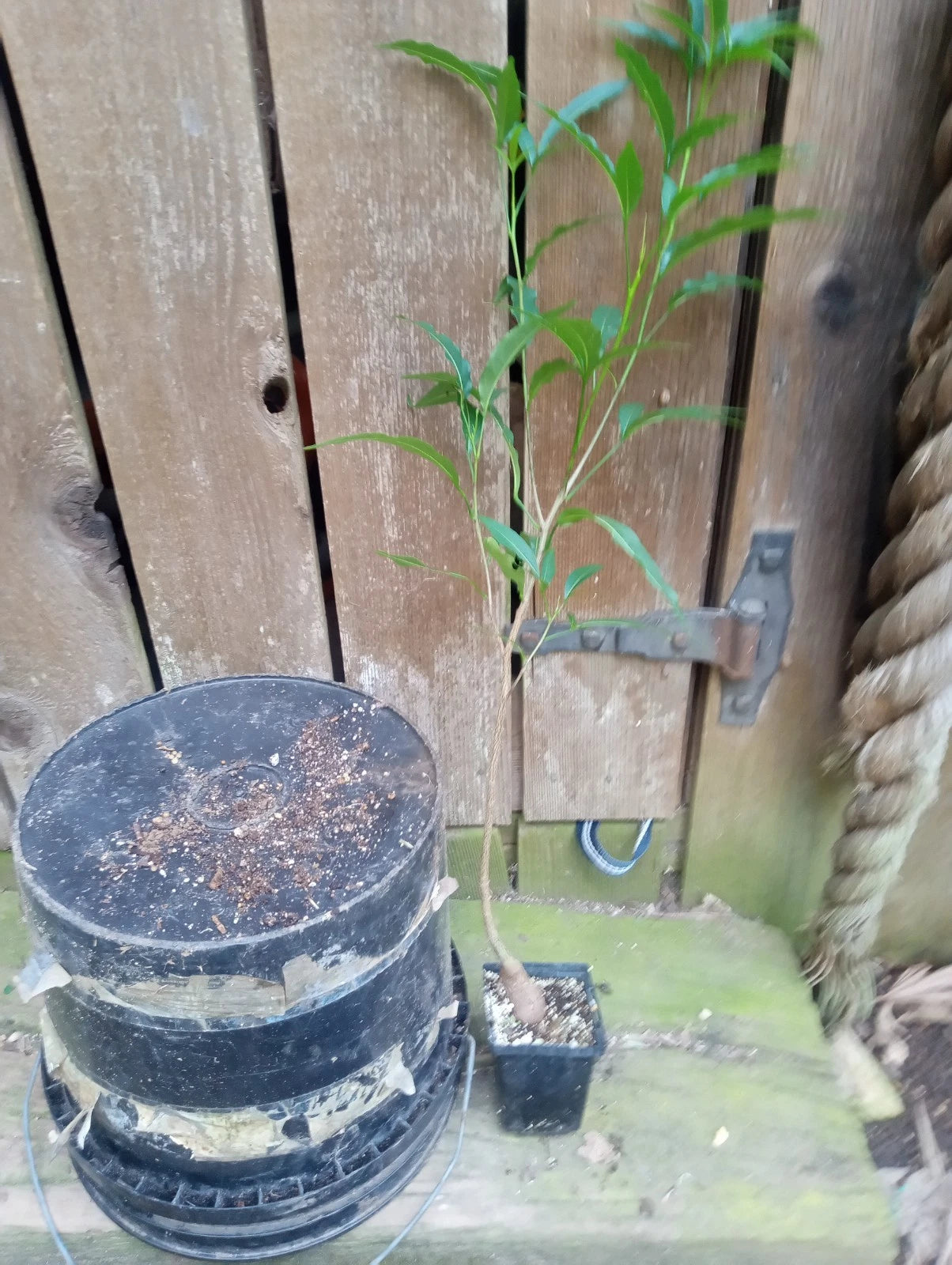 Baobab Trees - Fully Rooted Plants in 4-Inch Pots - Grandidieri Variety - Ideal for Home & Garden