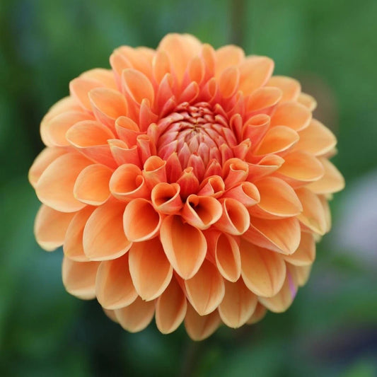 25 Maam Dahlia Seeds | Perennial Flowering Blooms | Colorful Garden Variety | Dahlia spp. | US Seller
