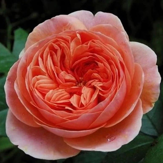 Chippendale Rose Cuttings - 3 Super Rare Rooting or Grafting Pieces - Rosa spp.