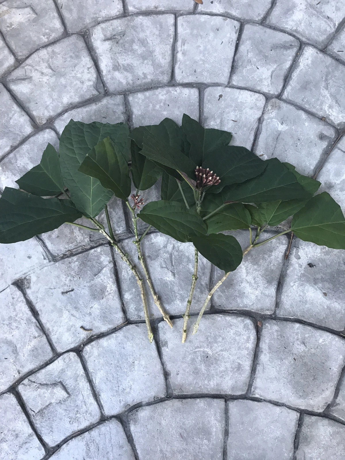 6 Starburst Plant Cuttings | Clerodendrum Quadriloculare Unrooted | Shooting Star, Quad Plant, Tropical Flowering Shrub